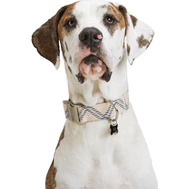 Best Selling Dog Collars of 2024 According to Customers Updated