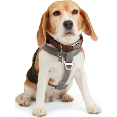 Mastiff Collars And Harnesses Petco