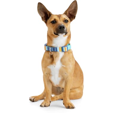 Giant Breed Dog Collars Petco