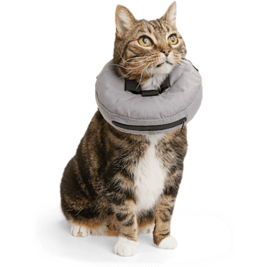 Zen cone petco cheap