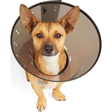 Petco cheap recovery suit