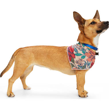 Petco birthday bandana sales