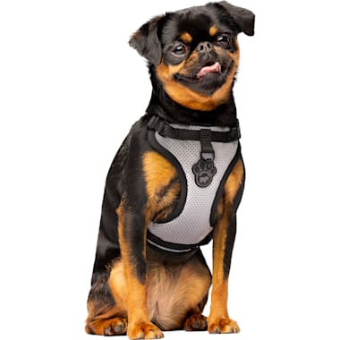 Sensation shop harness petco