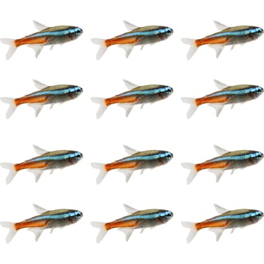 Petco neon hot sale tetra