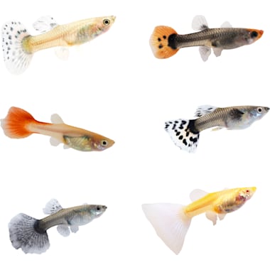 Petco guppies sales