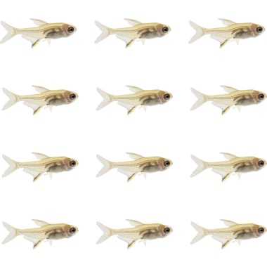 Tetra Fish Species