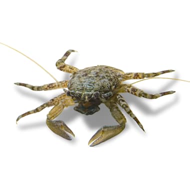 Petco hermit discount crabs