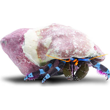 Aquarium Crabs Petco