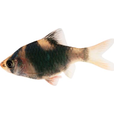 Bottom feeder discount fish petco