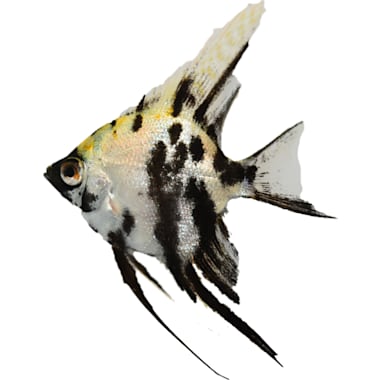 Bottom Feeder Tropical Fish Petco