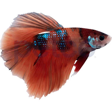 Koi top betta petco