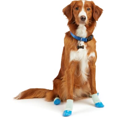 Christmas Dog Socks at Petco