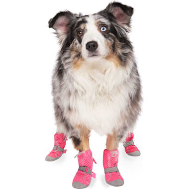 Petco dog boots deals