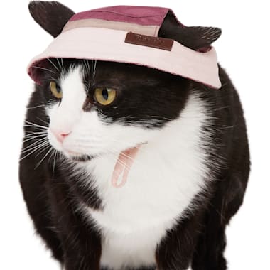Kitty caps petco online