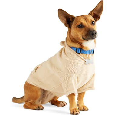 Pull chihuahua 2025 xxs