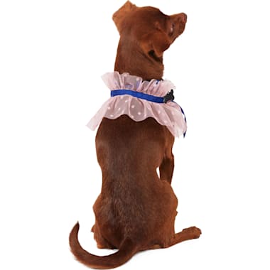 Unique dog sales supplies