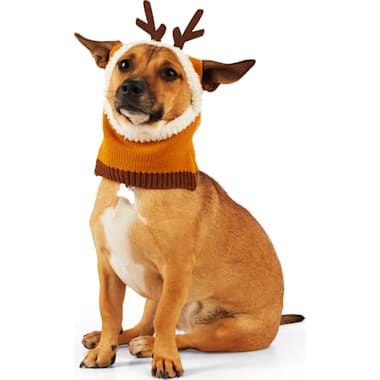 Petco dog deals christmas outfits