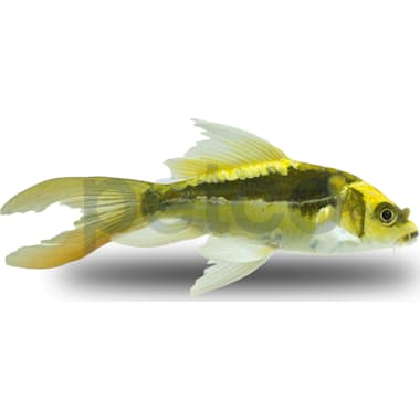 Petco koi sales