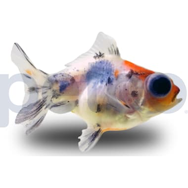 Petco fancy goldfish clearance