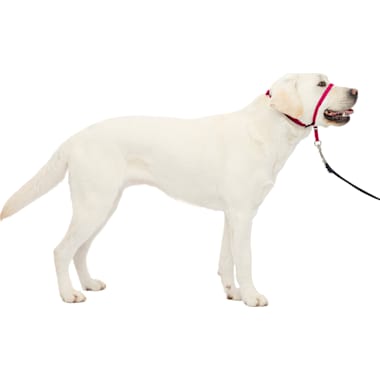 Prong Collar Training Petco
