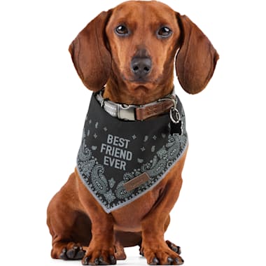 Birthday Bandanas For Dogs Petco