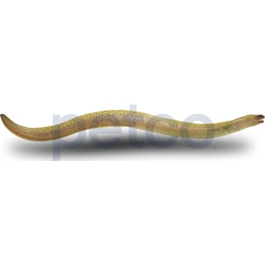 Freshwater eels for sale petco 2025