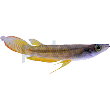 Arowana petco 2025