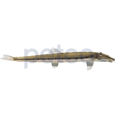 Bottom feeder discount fish petco