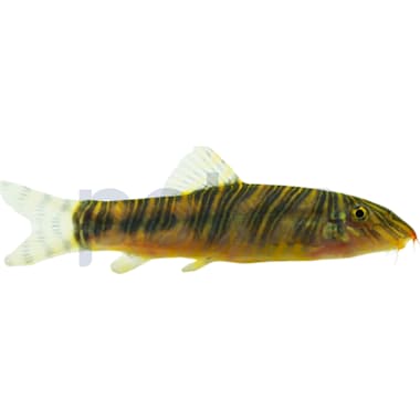 Bottom feeder fish petco store