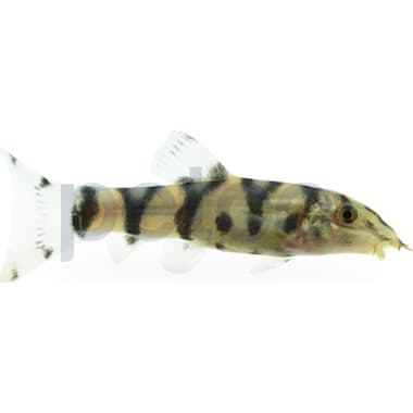 Bottom feeder fish petco 2025