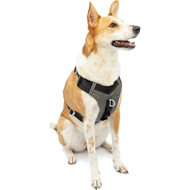 Best dog harness online with front clip