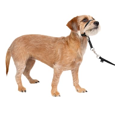 Petco prong collar new arrivals