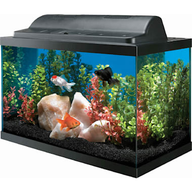 Best Betta Fish Tanks of 2024 According to Customers (Updated