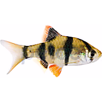 Tiger Barb