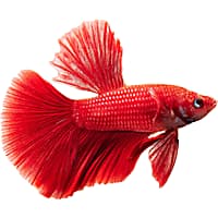 17+ Giant Betta Fish For Sale
