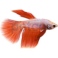 17+ Giant Betta Fish For Sale