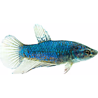 Female Halfmoon Betta