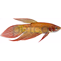 Male Betta
