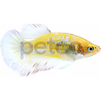 Female Betta
