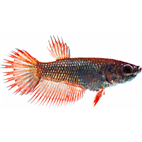 Female Crowntail Betta