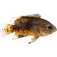 Black Tiger Oscar Cichlid