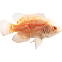 Mosquito fish for sale outlet petco