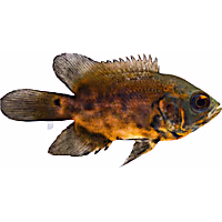 Red Tiger Oscar Cichlid