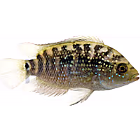 Jack Dempsey Cichlid