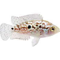 Mosquito fish for sale petco sales