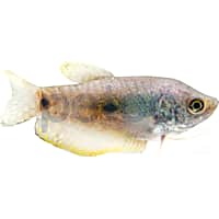 Blue Gourami
