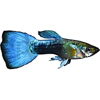 Mosquito fish for sale petco store