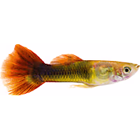 Male Red Blonde Guppy