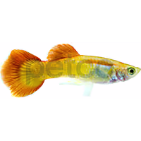 Male Sunrise Guppy