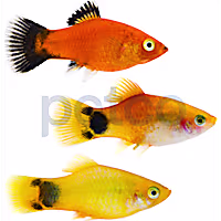 Assorted Platies